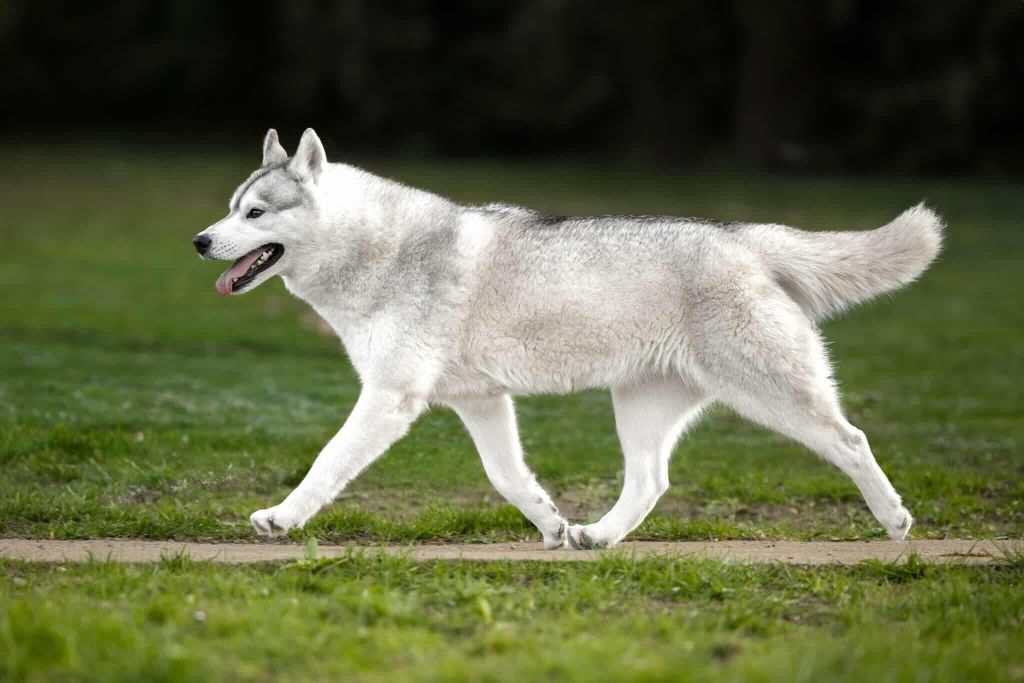 trinacria's L'amérique