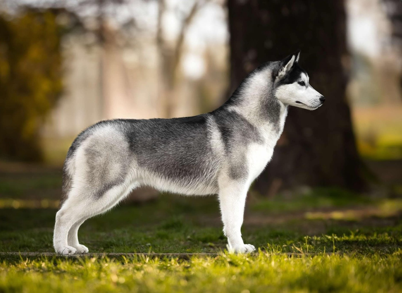 Wapidogs Family Victory's warrior 