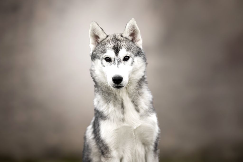 Wapidogs Family - Chiots disponibles - Siberian Husky