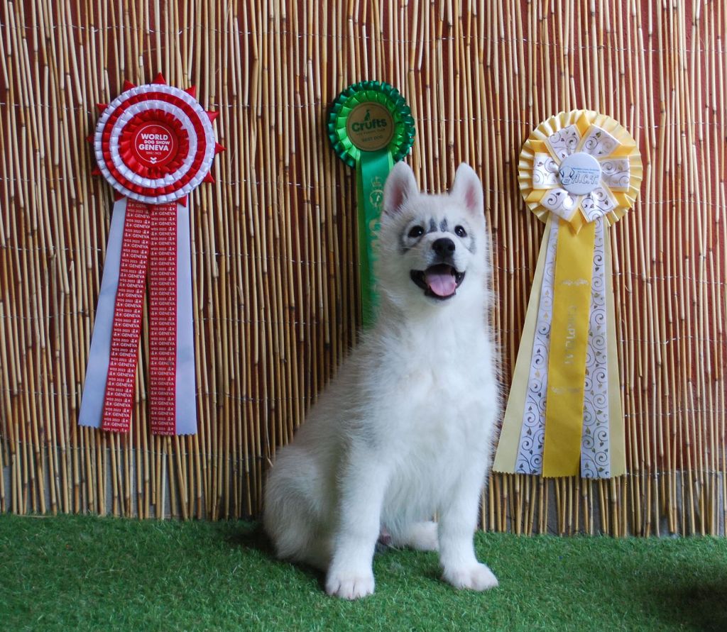 Wapidogs Family - Chiots disponibles - Siberian Husky