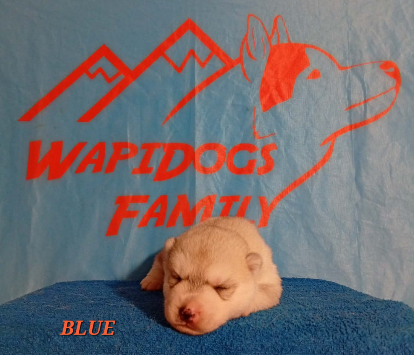 Wapidogs Family - Chiots disponibles - Siberian Husky