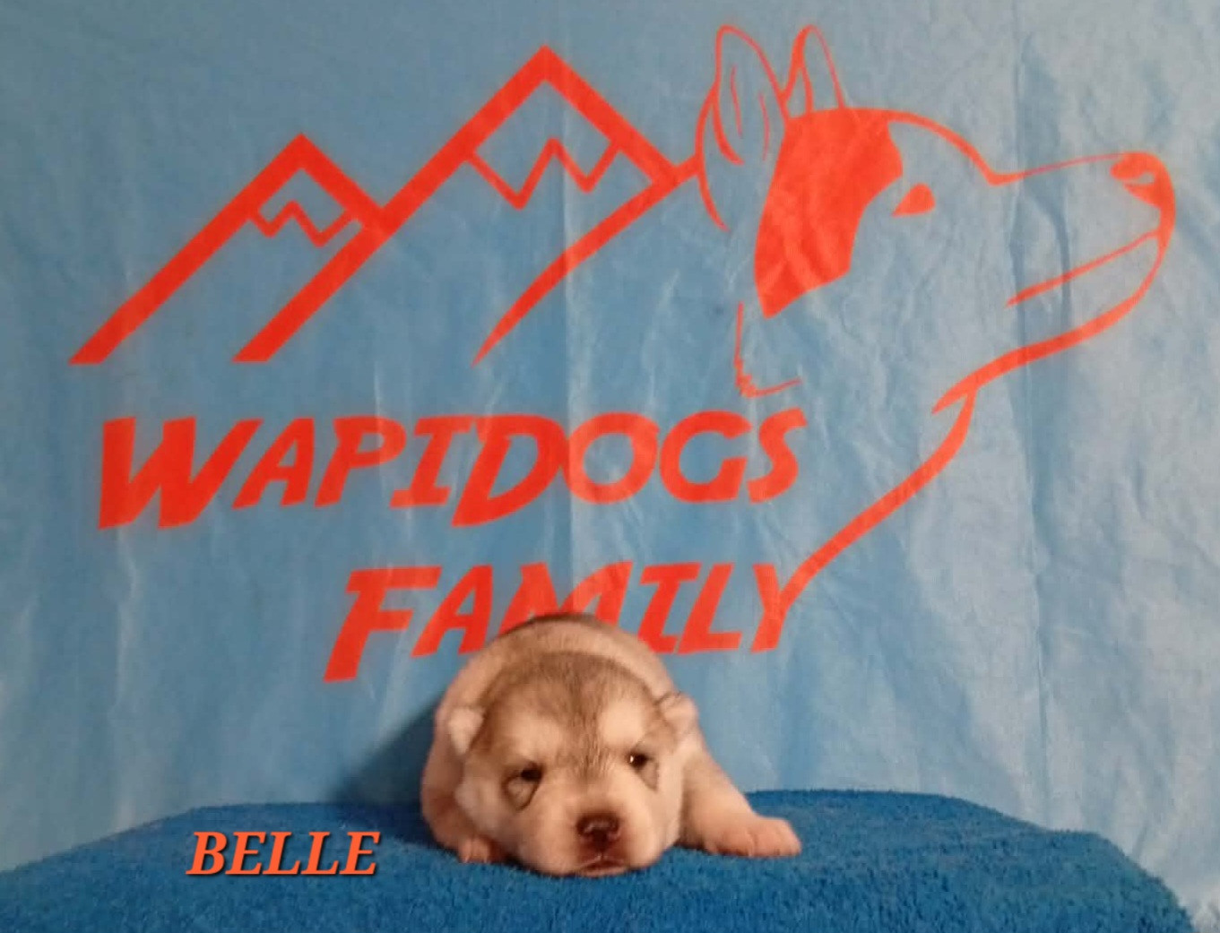 Wapidogs Family - Chiots disponibles - Siberian Husky