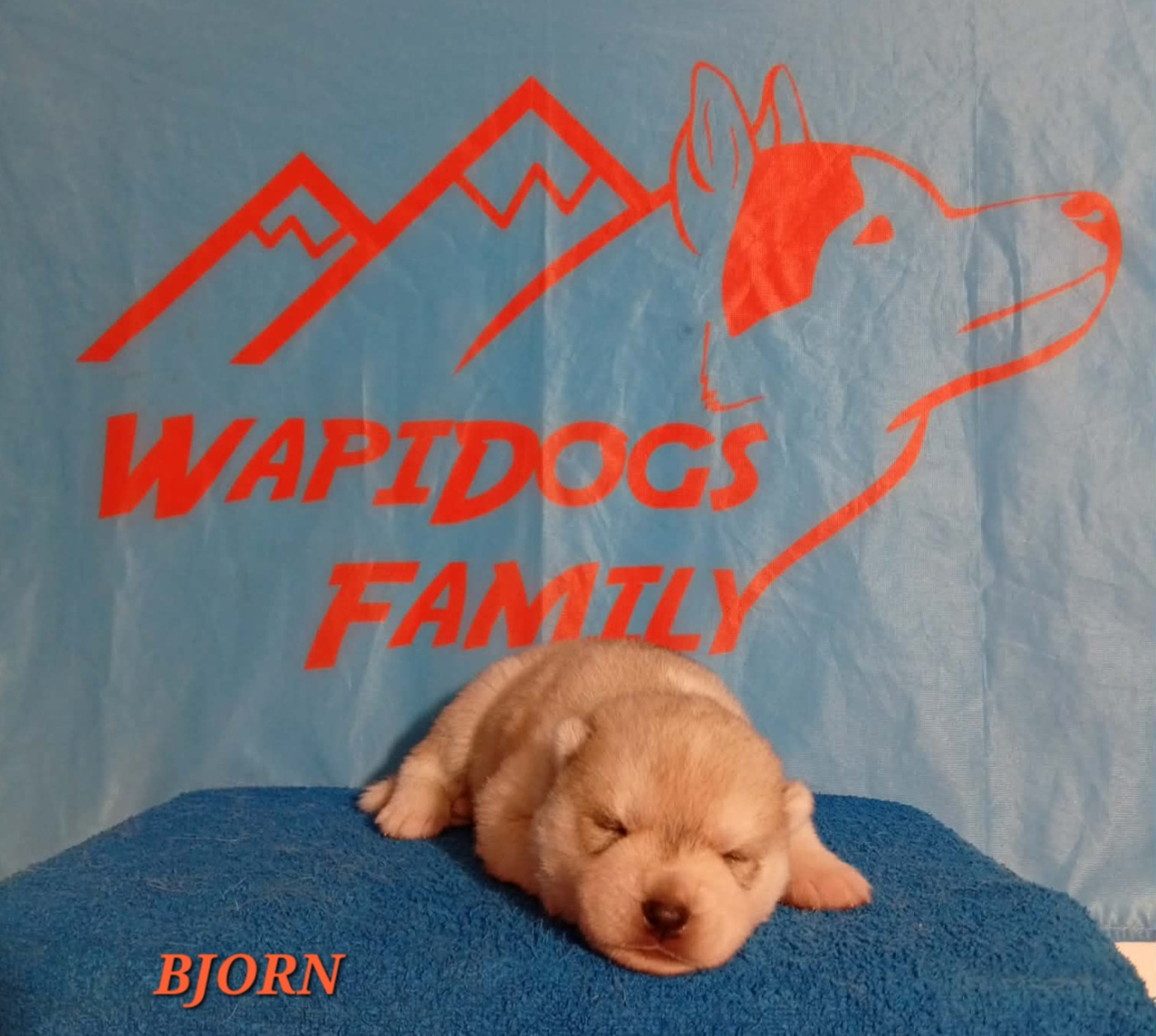 Wapidogs Family - Chiots disponibles - Siberian Husky