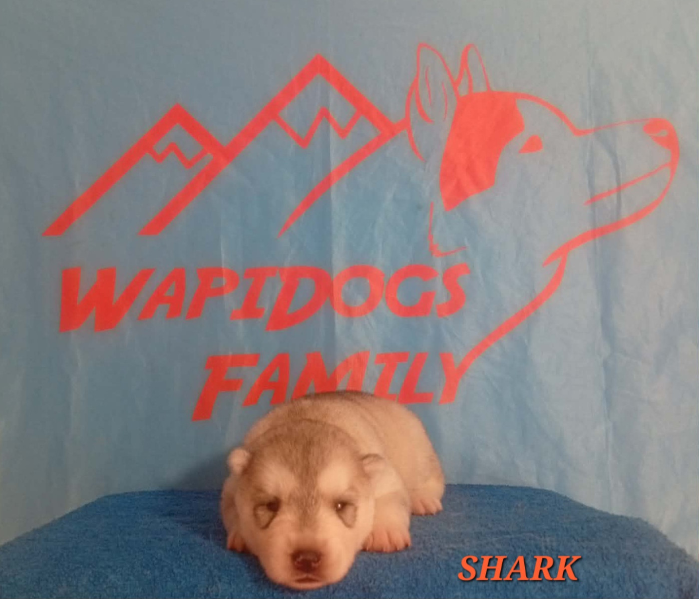 Wapidogs Family - Chiots disponibles - Siberian Husky