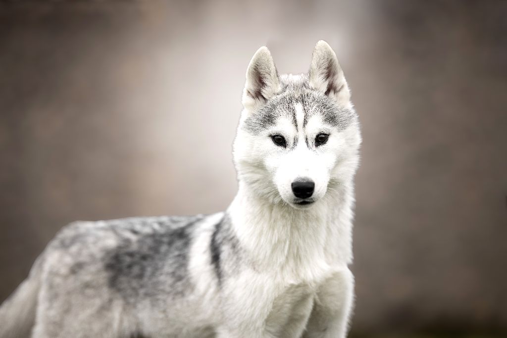 Wapidogs Family - Chiots disponibles - Siberian Husky