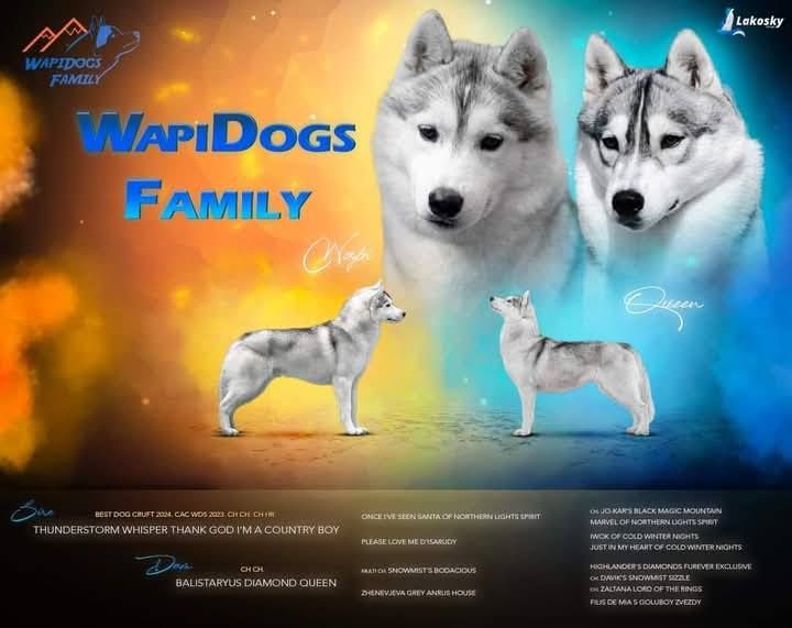Chiot Siberian Husky Wapidogs Family