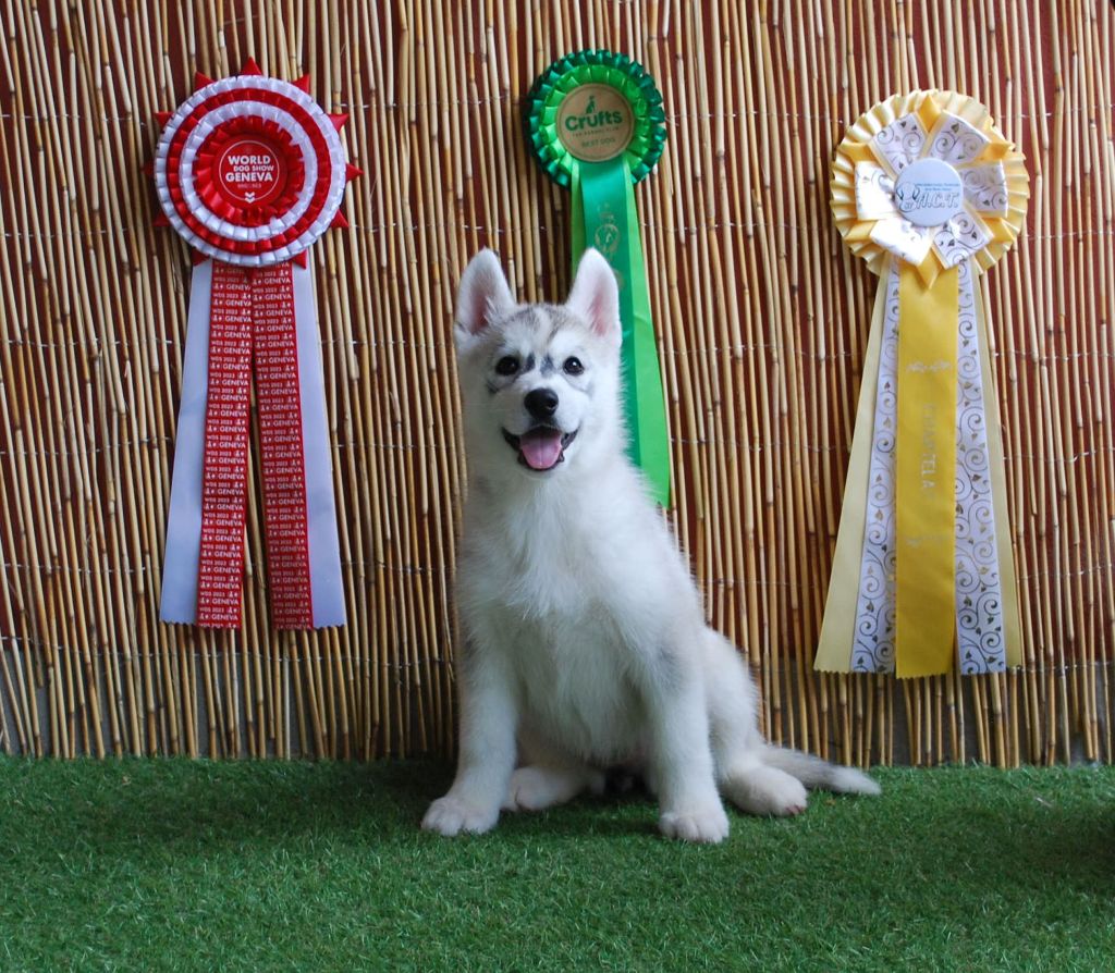 Wapidogs Family - Chiots disponibles - Siberian Husky