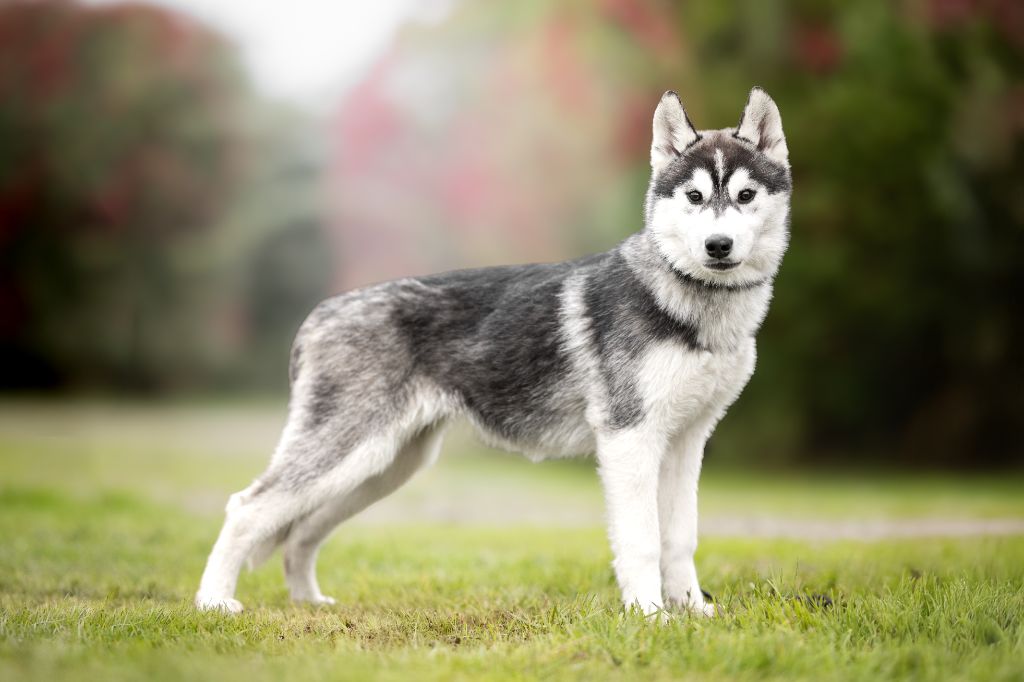 Wapidogs Family - Chiots disponibles - Siberian Husky