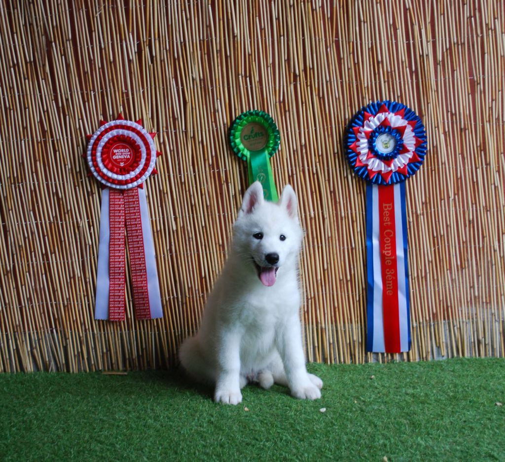 Wapidogs Family - Chiots disponibles - Siberian Husky