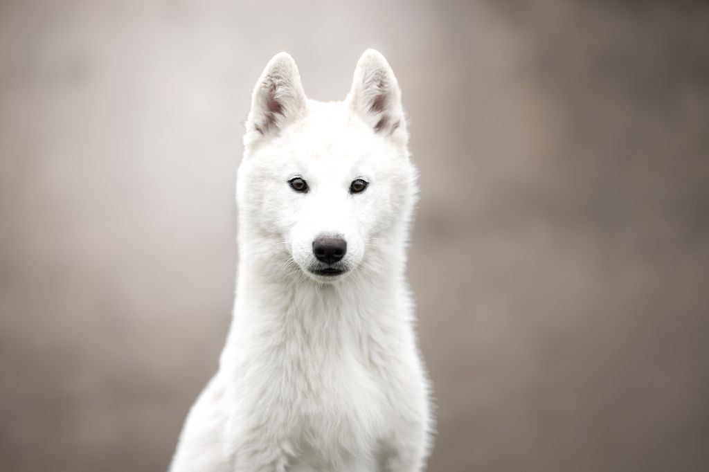 Wapidogs Family - Chiots disponibles - Siberian Husky