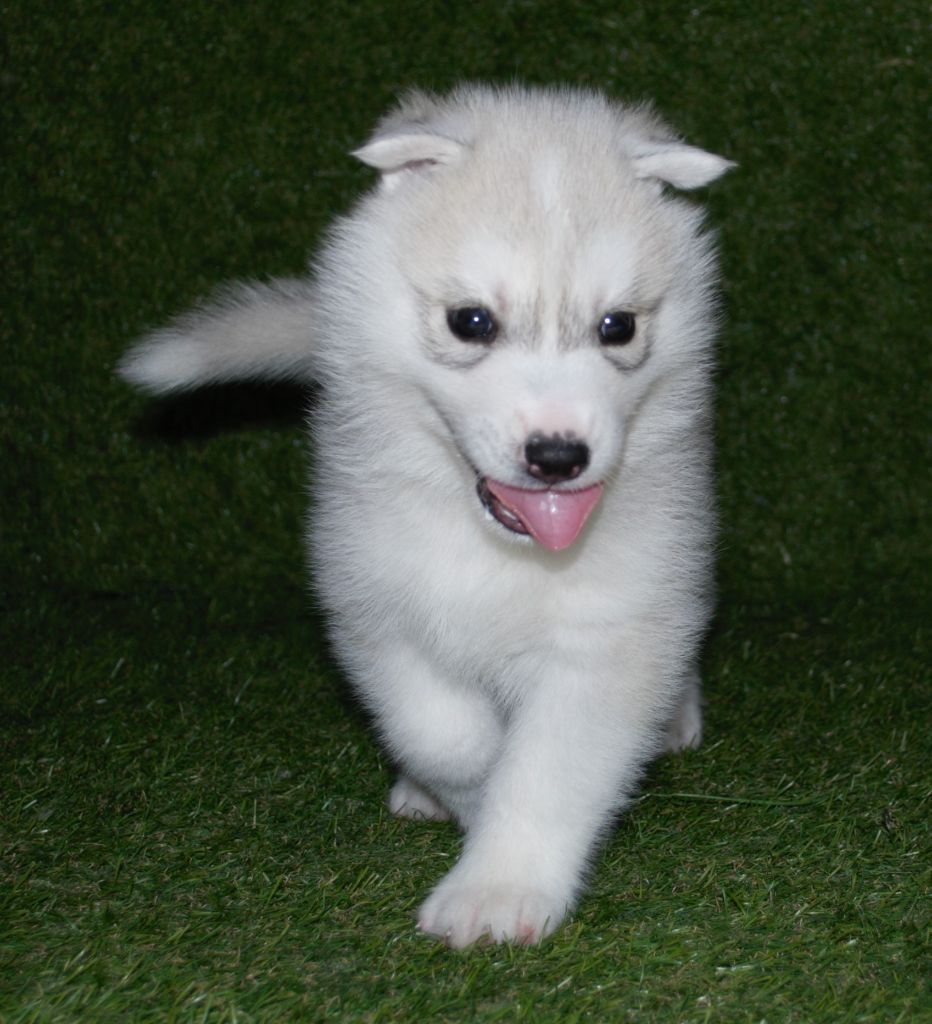 Wapidogs Family - Chiots disponibles - Siberian Husky