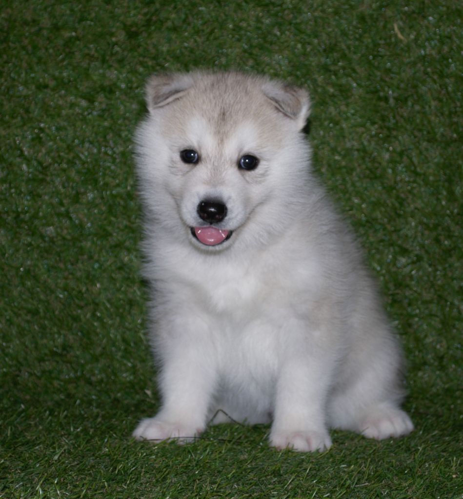Wapidogs Family - Chiots disponibles - Siberian Husky