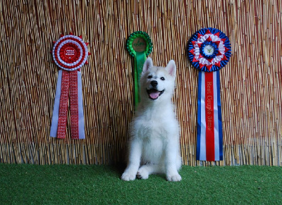 Art-Canin