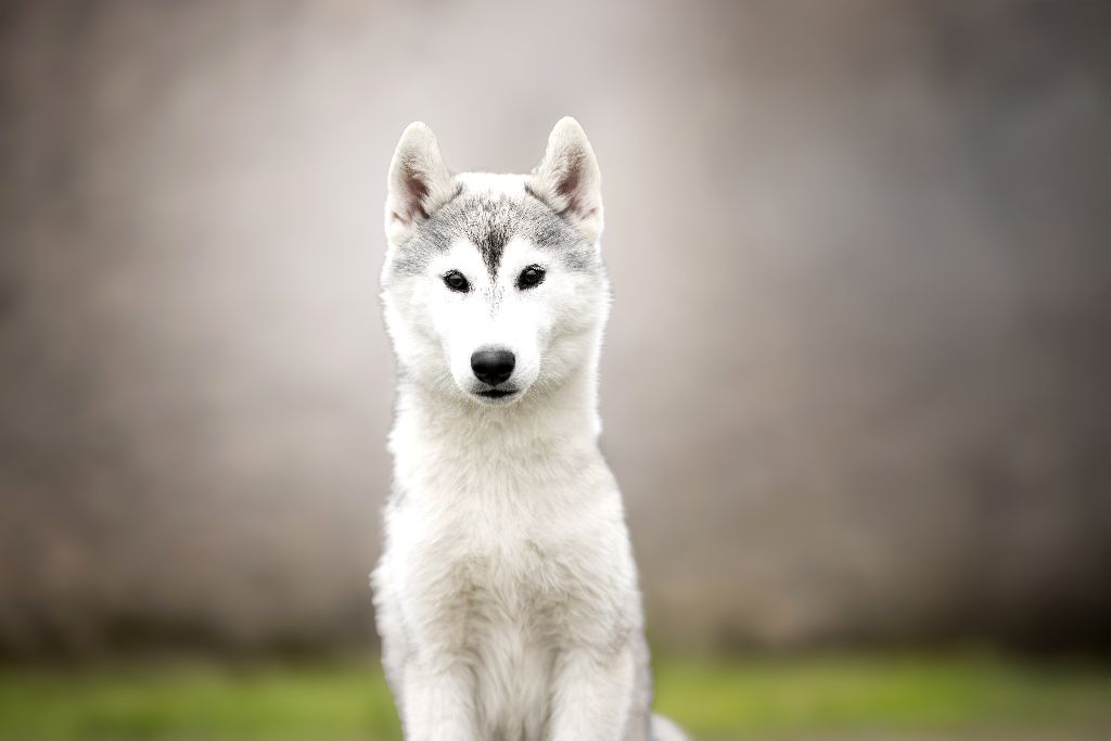 Wapidogs Family - Chiots disponibles - Siberian Husky