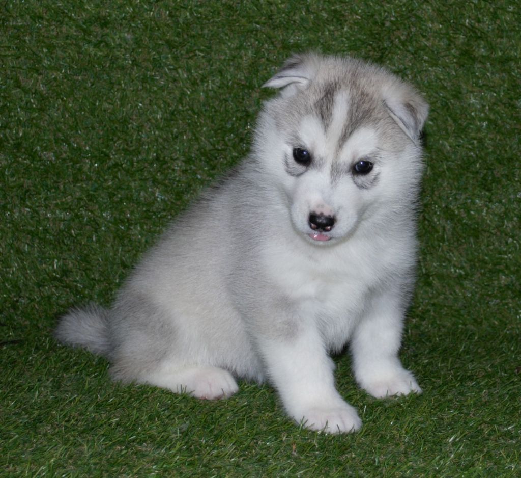 Wapidogs Family - Chiots disponibles - Siberian Husky