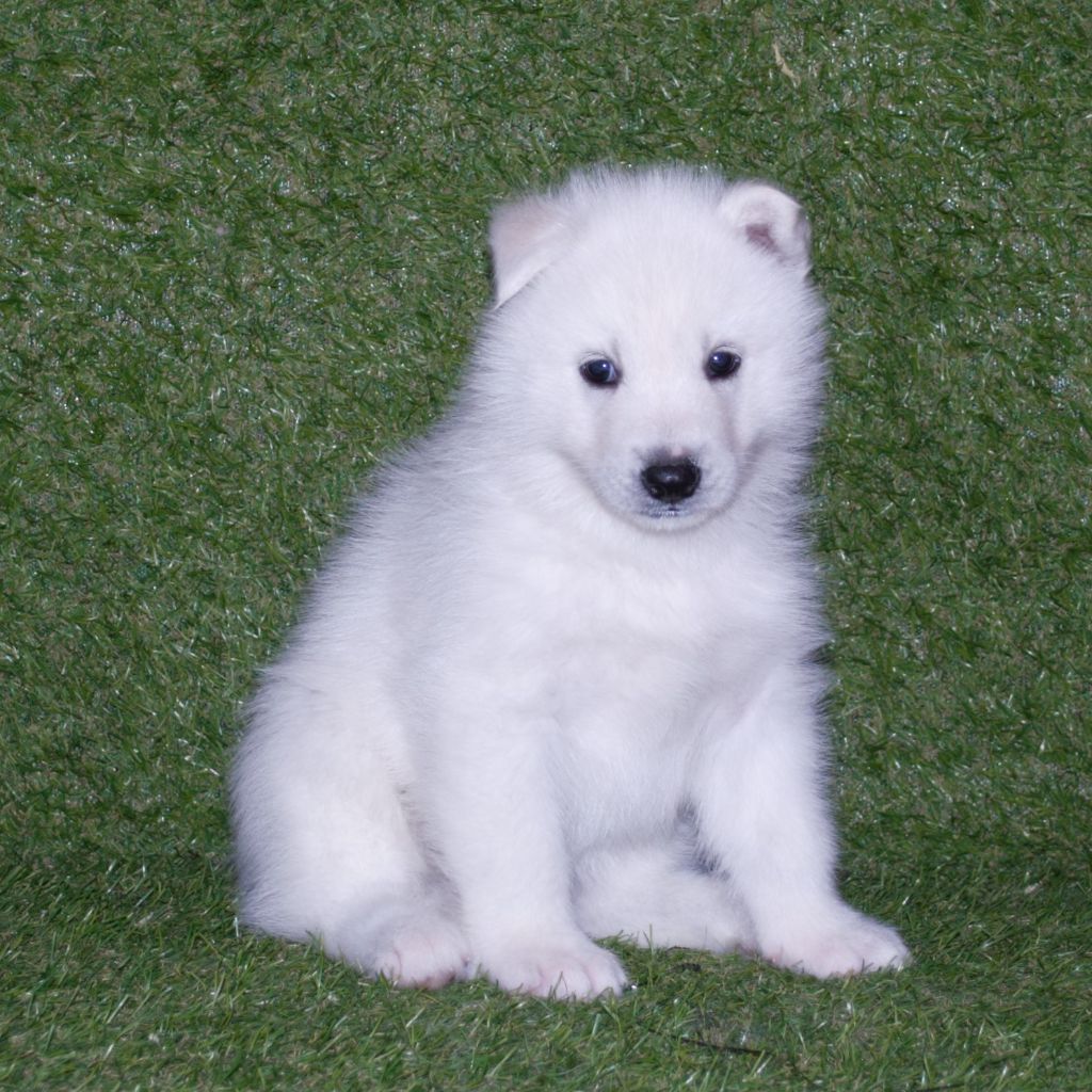 Wapidogs Family - Chiots disponibles - Siberian Husky