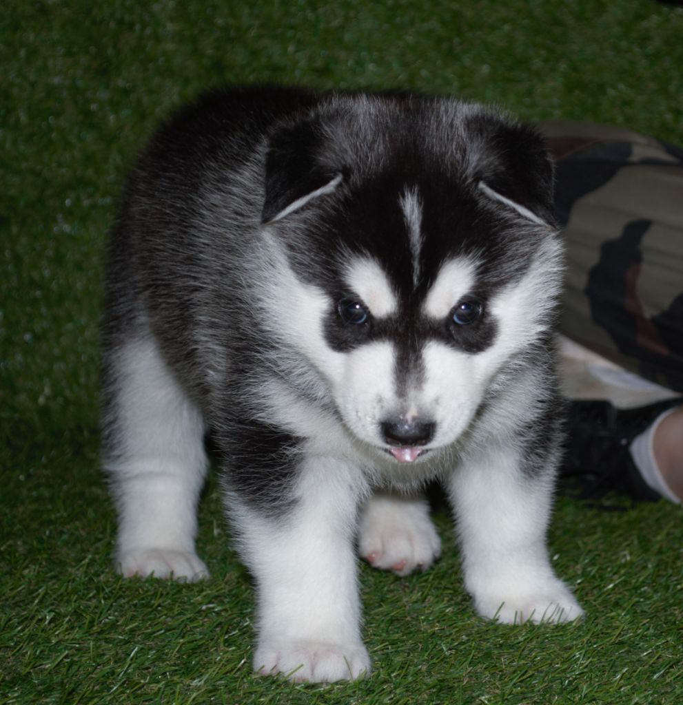 Wapidogs Family - Chiots disponibles - Siberian Husky