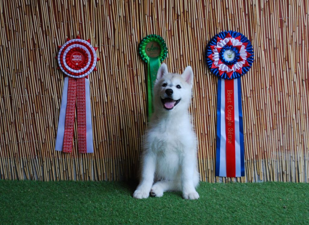 Wapidogs Family - Chiots disponibles - Siberian Husky