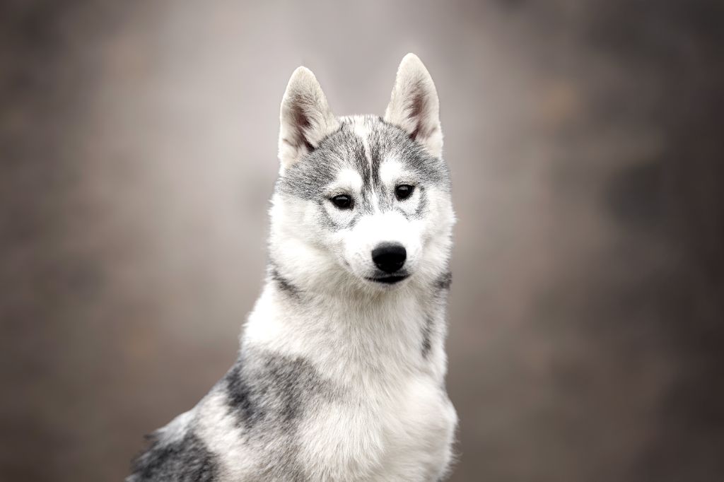 Wapidogs Family - Chiots disponibles - Siberian Husky